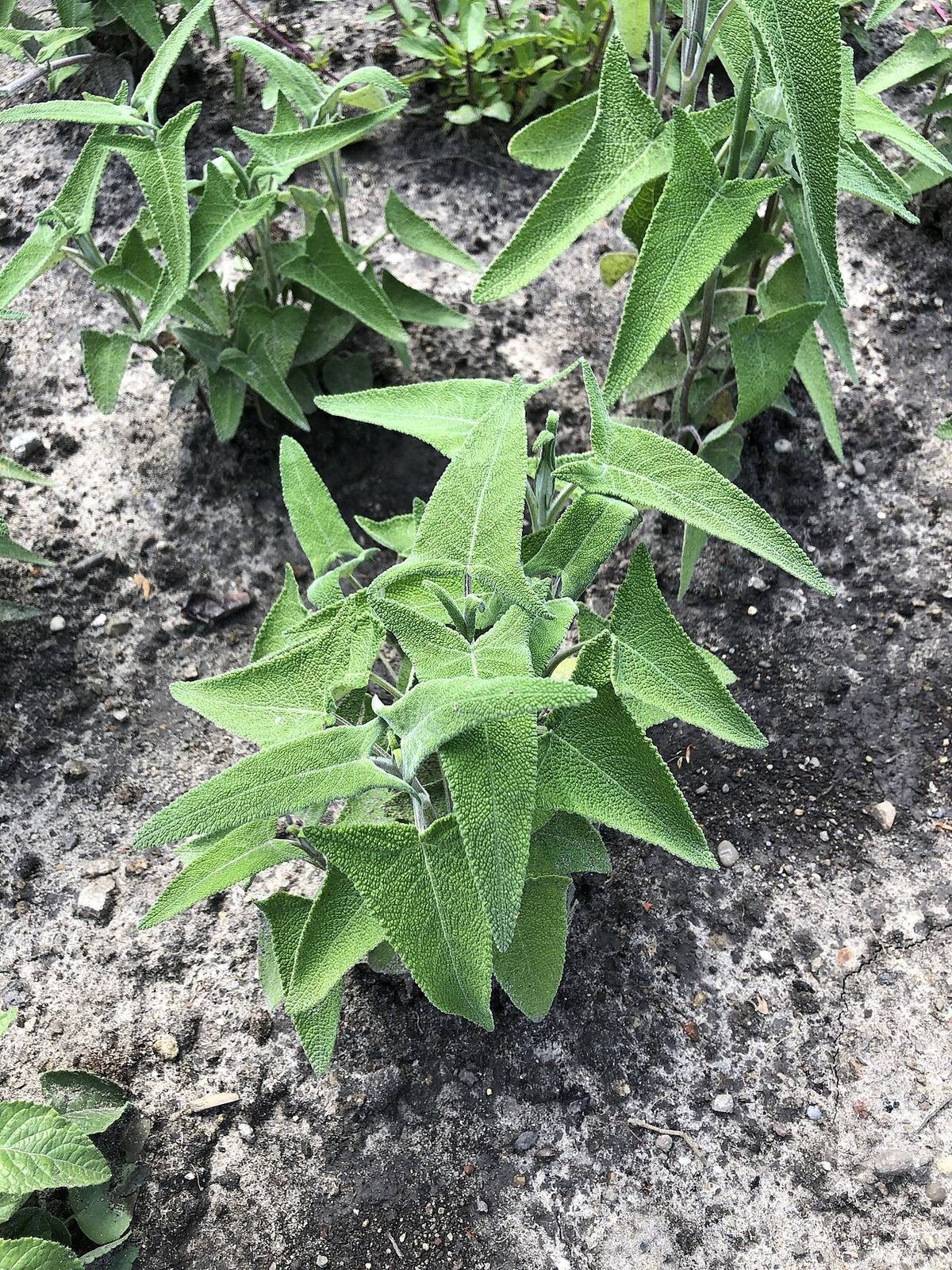 Sage — photograph from Wikimedia Commons