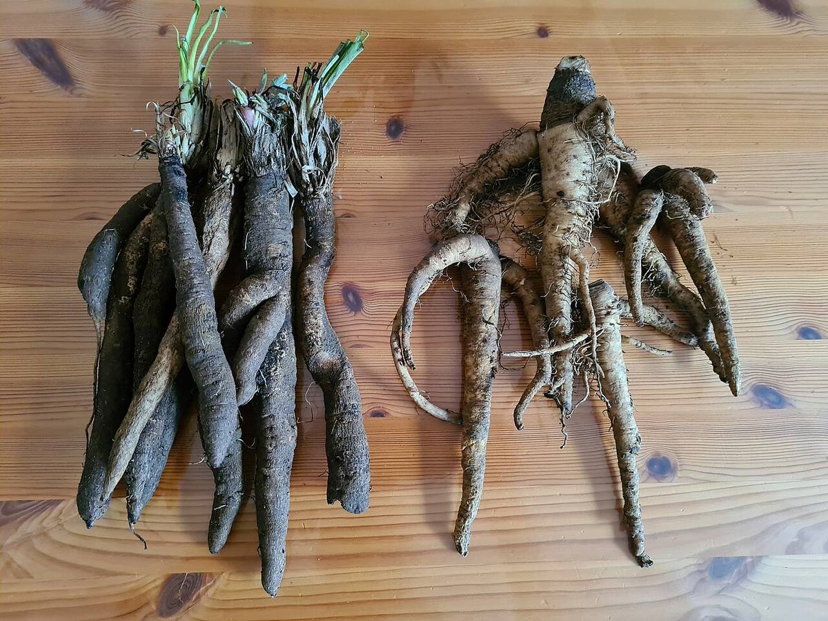 Salsify — photograph from Wikimedia Commons