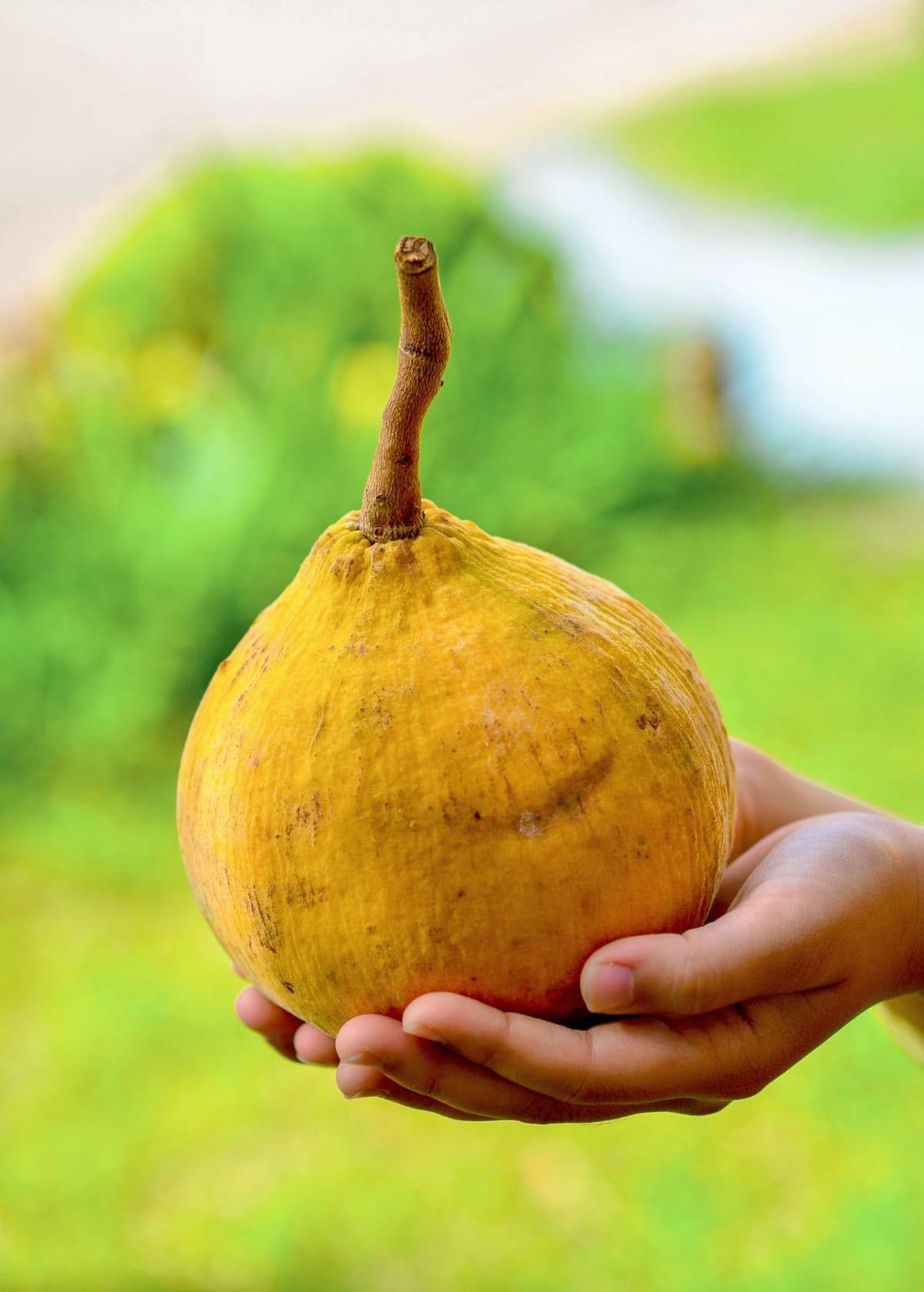 Fresh santol