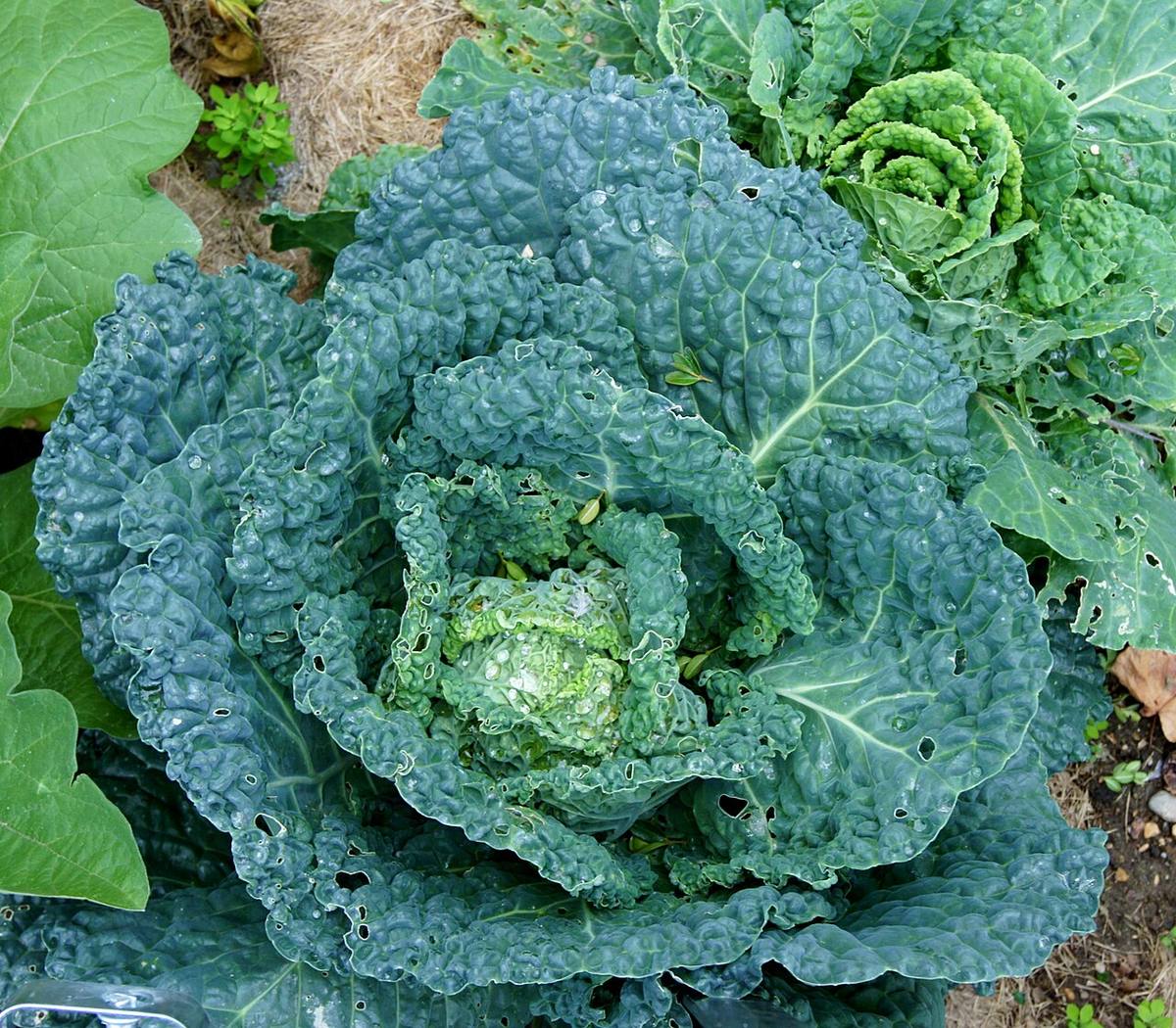 Cabbage (Brassica oleracea var. sabauda), Northrepps (Savoy Cabbage)