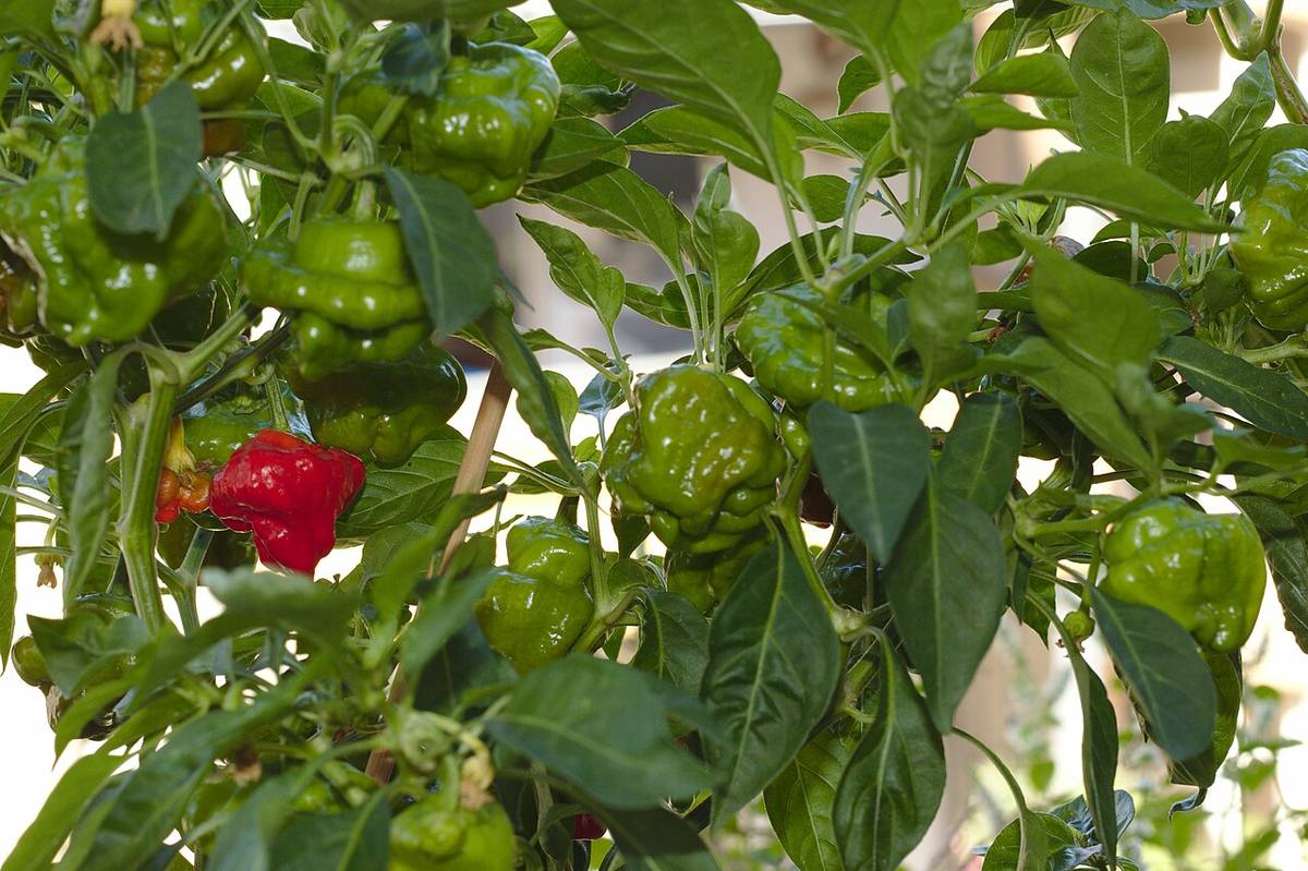Semicassis granulata granulata 01 (Scotch Bonnets)