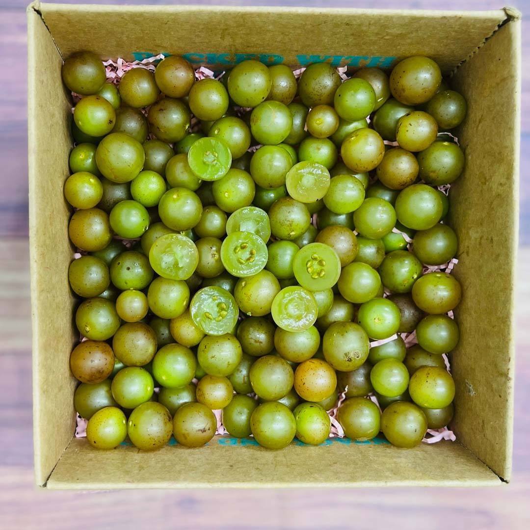 scuppernongs