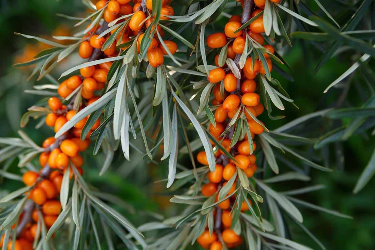 sea buckthorn berries