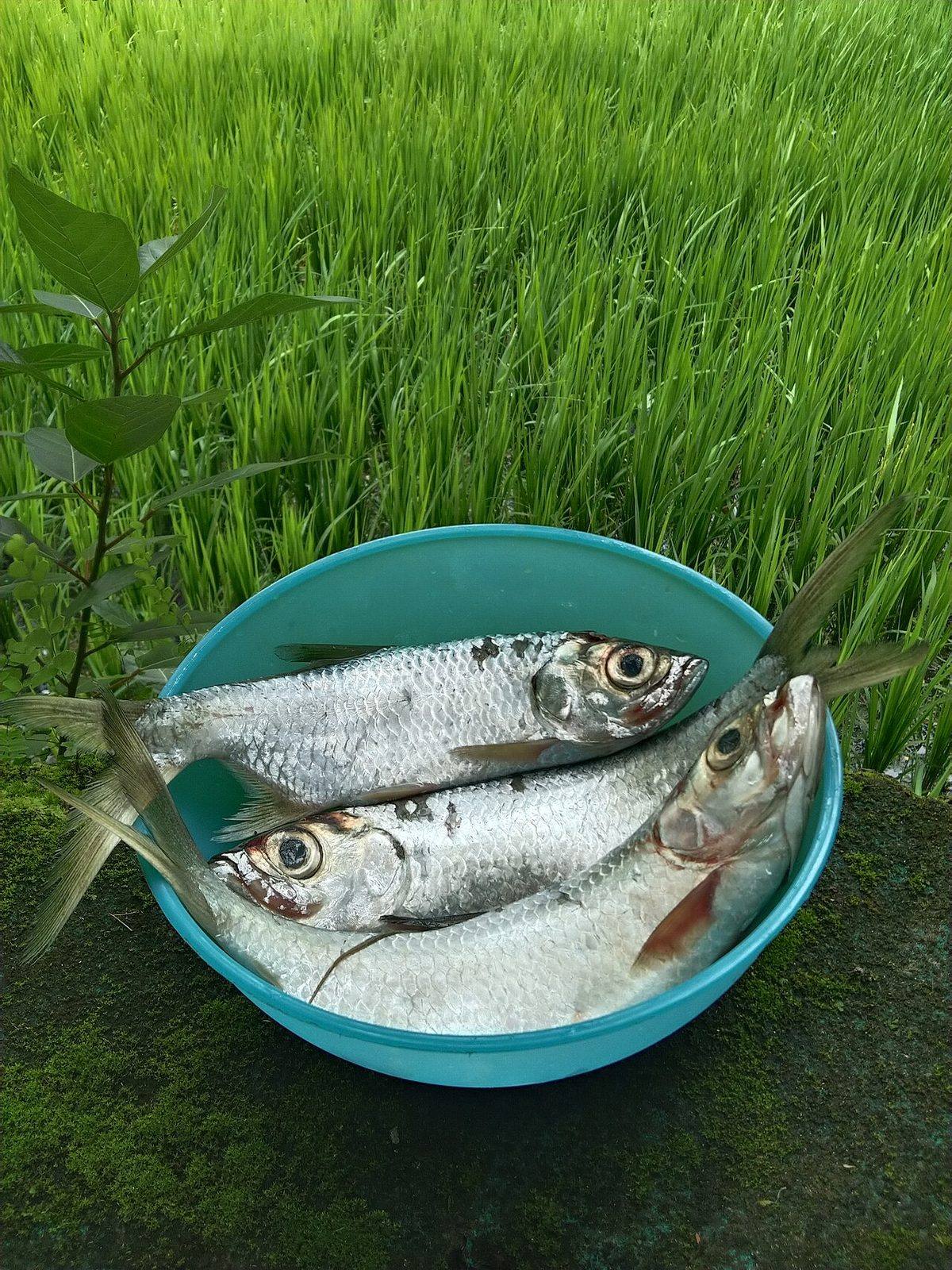 The Indian River Shad (Kerio) (Shad)