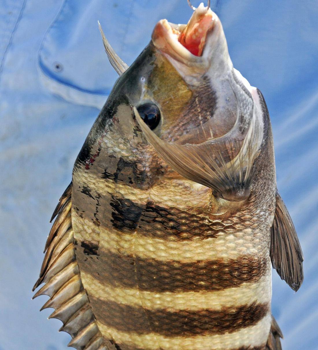 Archosargus probatocephalus (sheepshead fish) (Sanibel Island, Florida, USA) 2