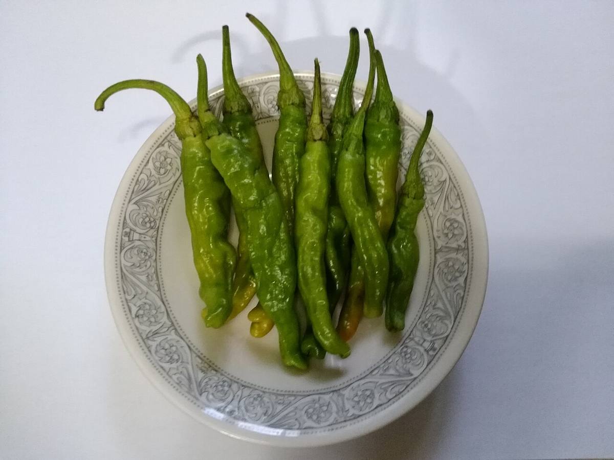 Kkwari-gochu-myeolchi-bokkeum (Shishitos)