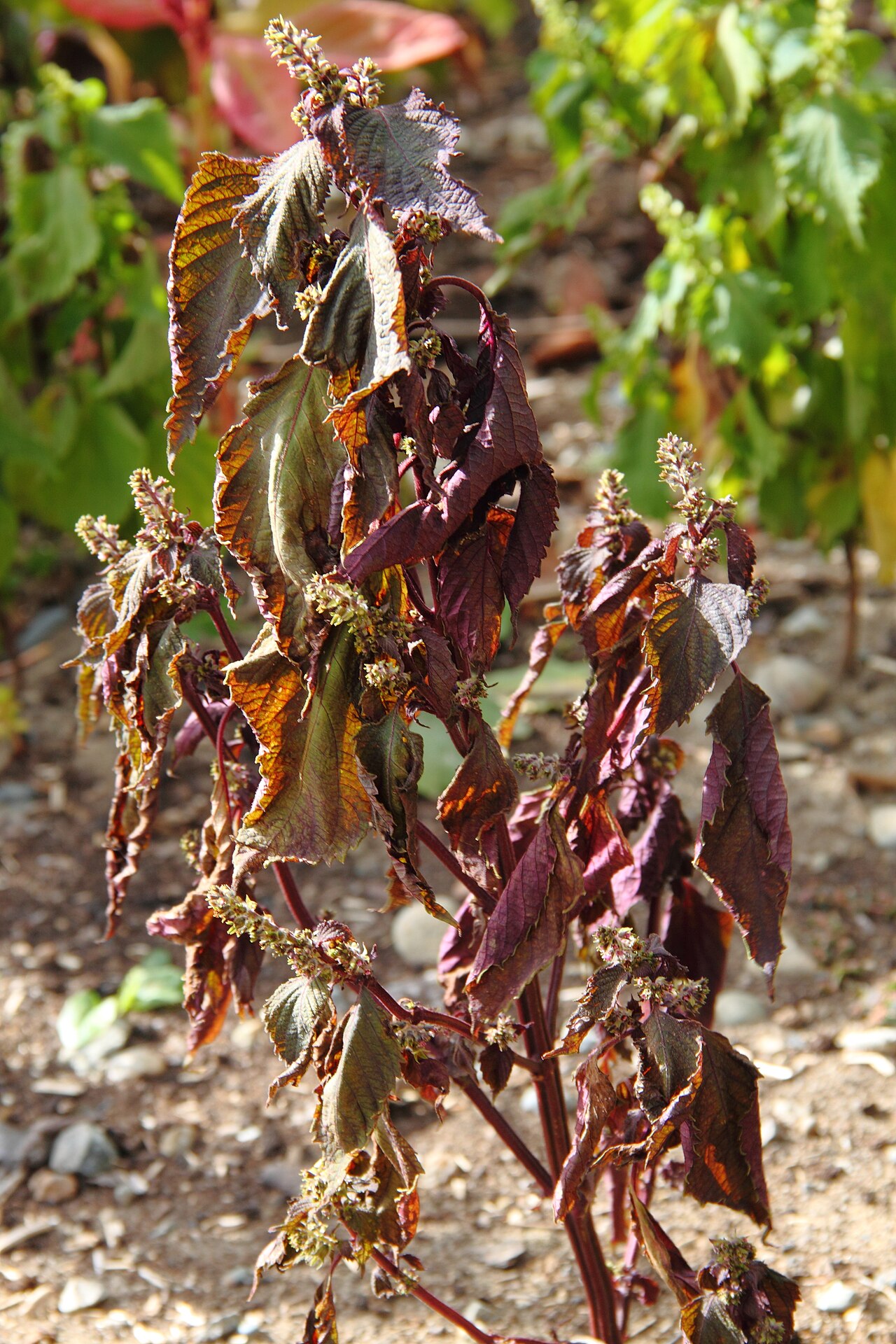 Perilla frutescens crispa purpurea.fleurs et graines (Shiso)