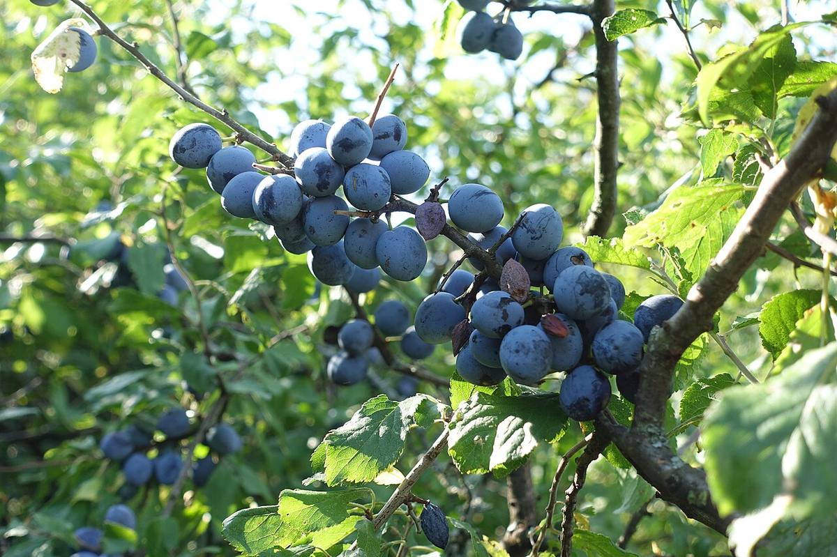 sloes