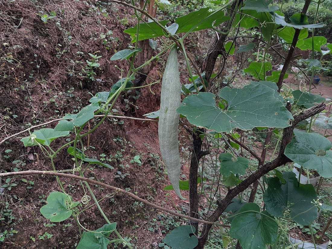 Snake gourd 20231217 094806