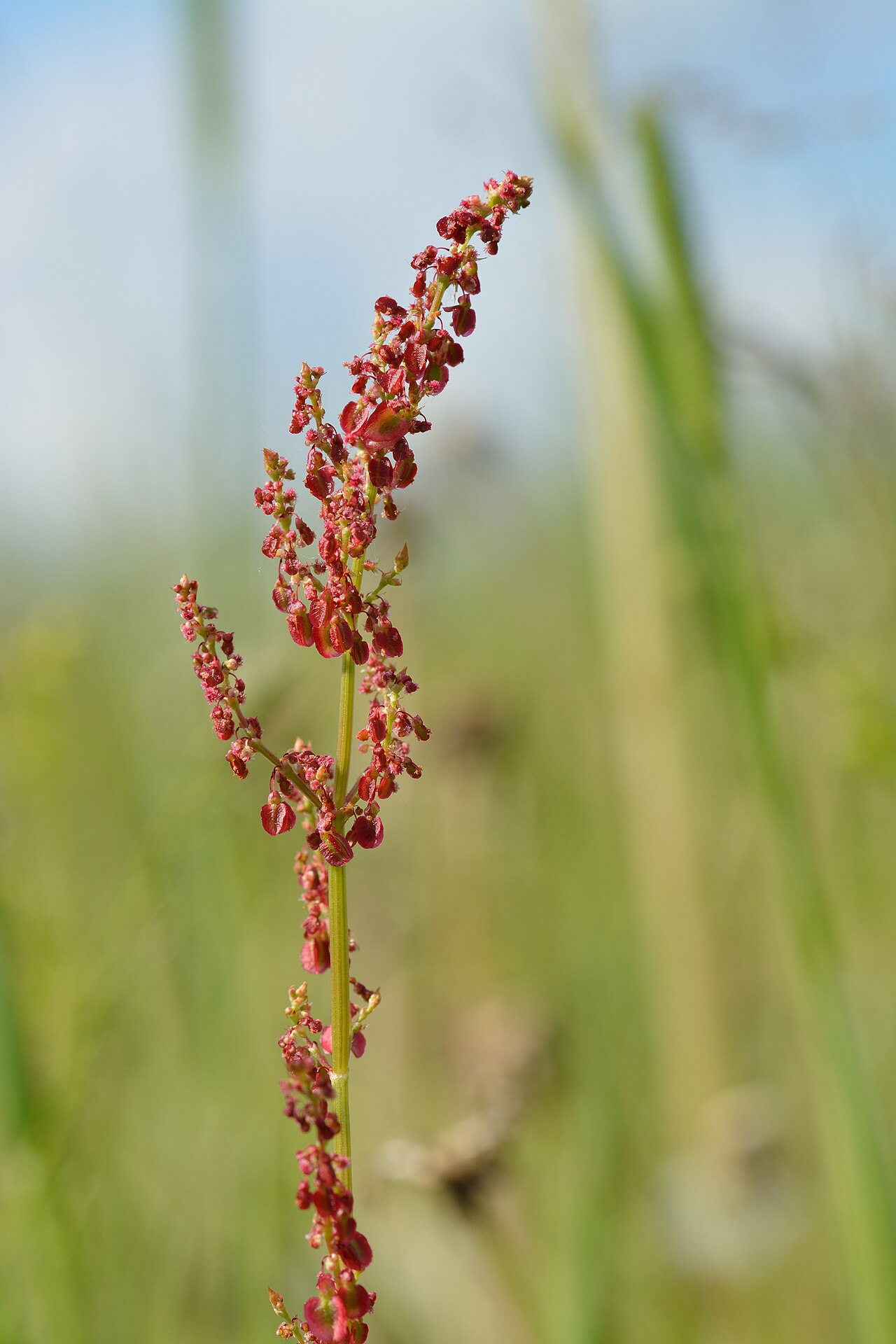 (MHNT) Rumex acetosa - Habit (Sorrel)