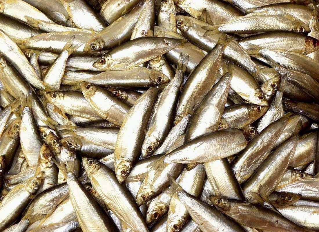 Many fish (Sprats)