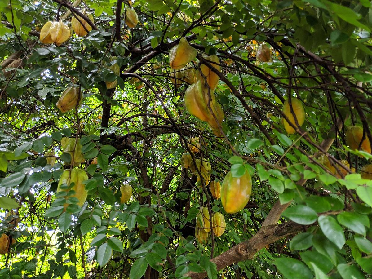 Damasonium alisma, Stoke Common 2 (Starfruit)