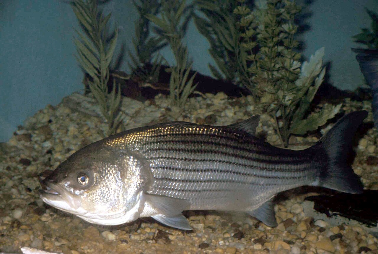Striped Bass — representative photograph from Wikimedia Commons
