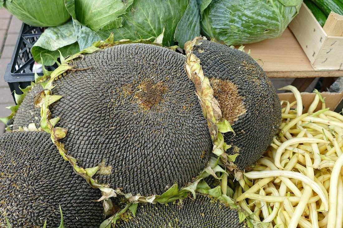 Sunflower with seeds 01 (Sunflower Seeds)