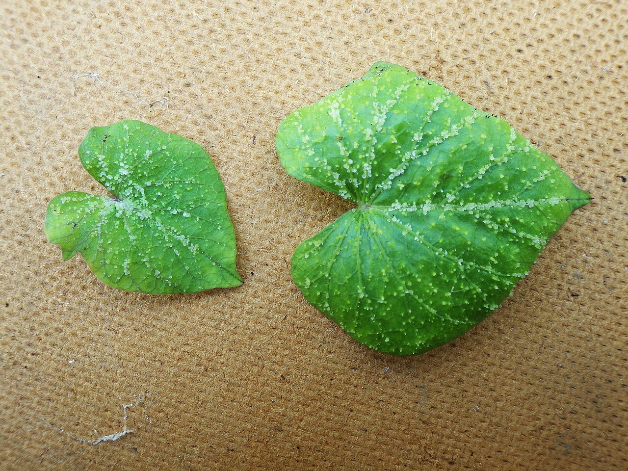 Framed by Sweet Potato Leaves, A Cat in Nature’s Circle