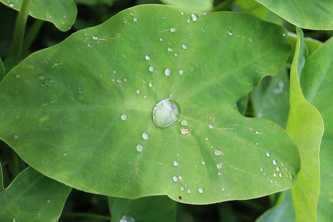 Water in taro leaves 02