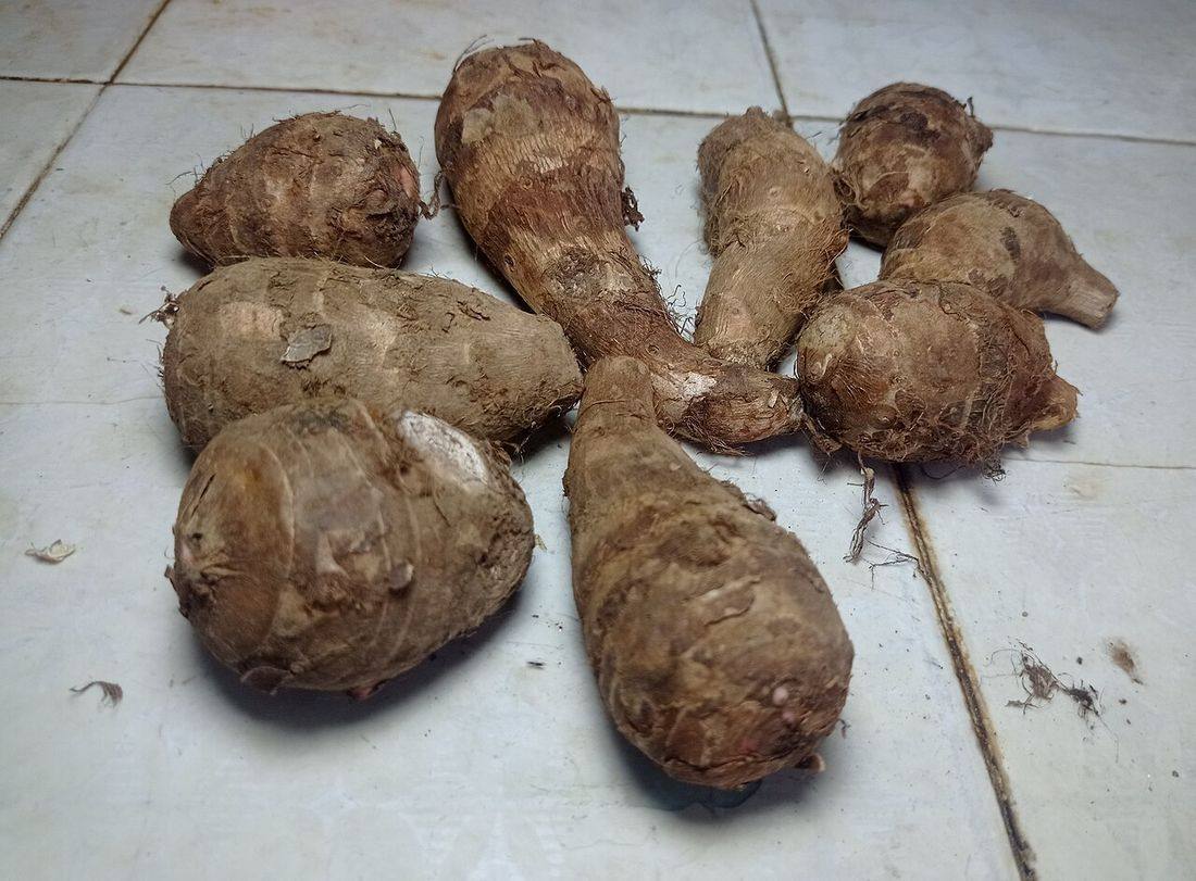 Taro Root, Eddoe or Colocasia Esculenta
