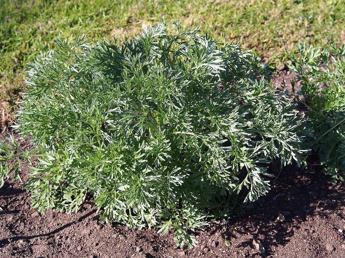 Artemisia dracunculus Bylica estragon 2021-04-27 02 (Tarragon)