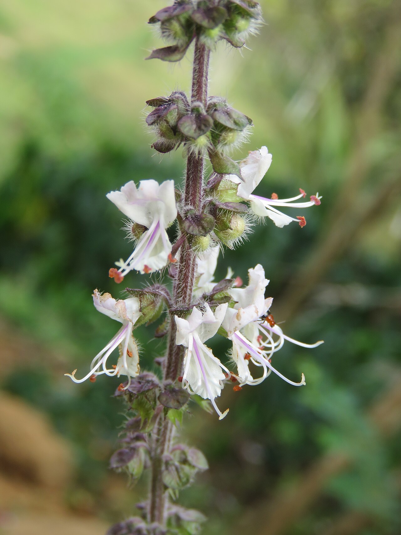 Ocimum Basilicum leaf lighted by the left (Thai Basil)