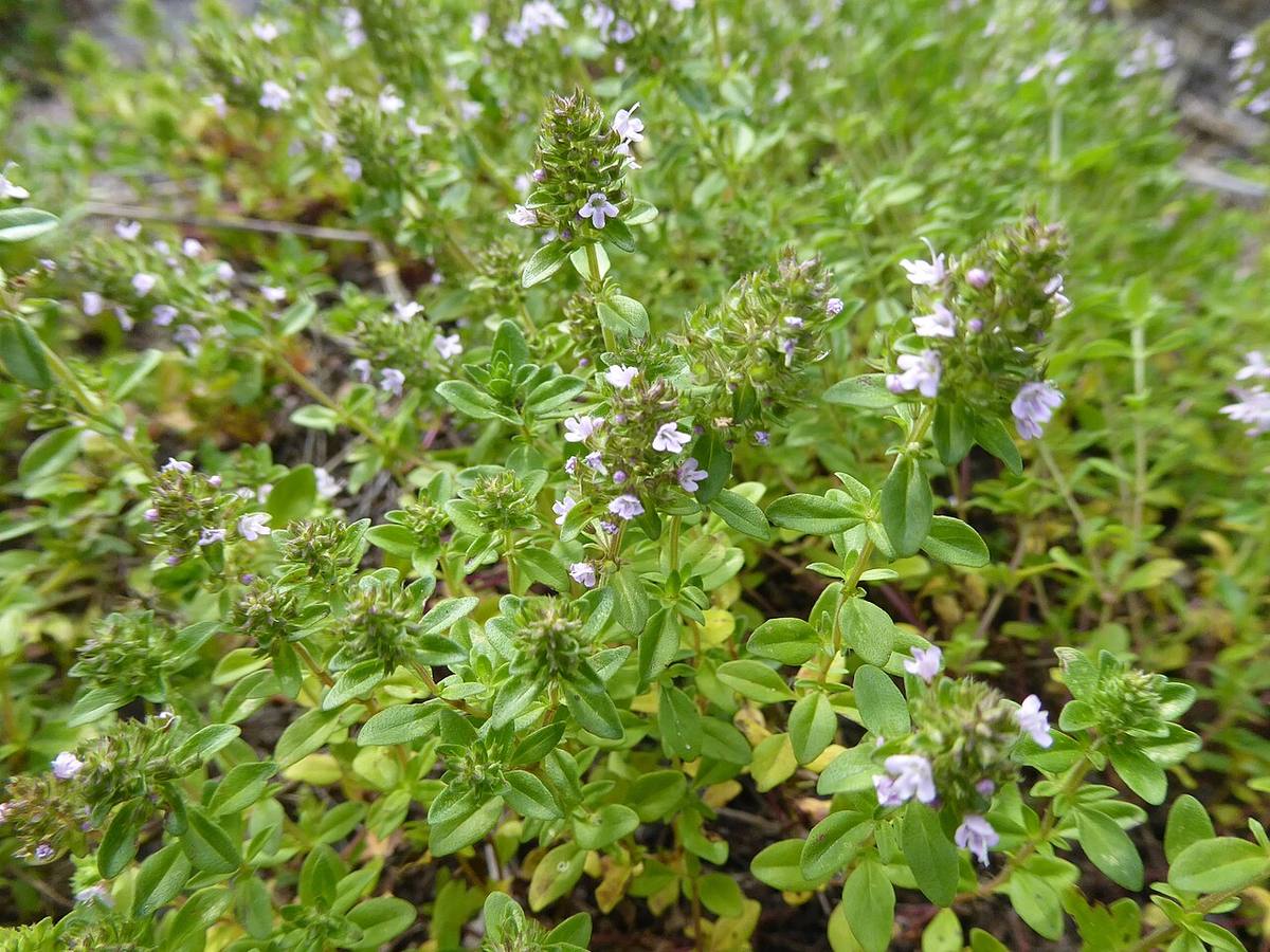 Thymus vulgaris 2020-05-22 9040 (Thyme)