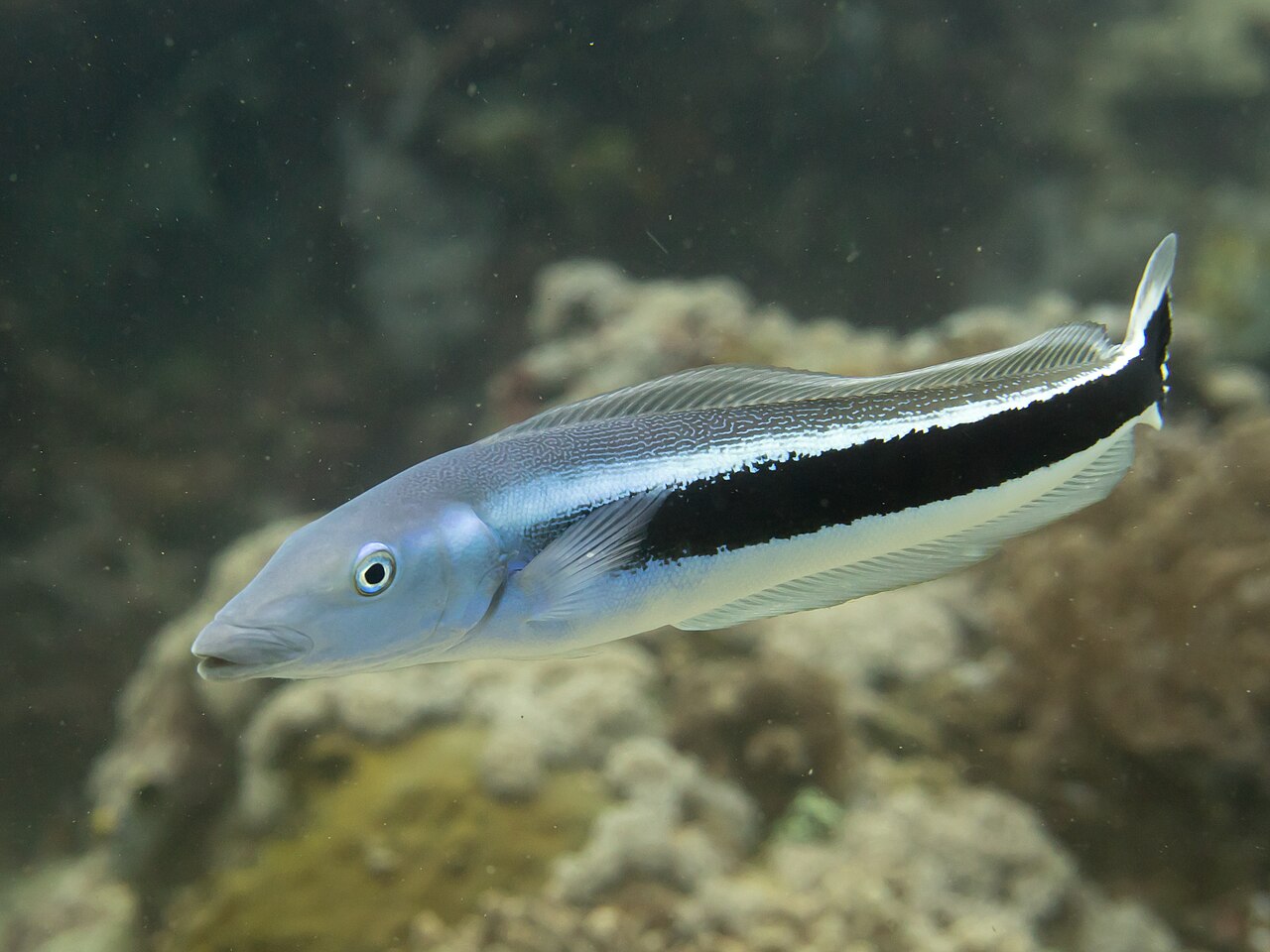 Tilefish — representative photograph from Wikimedia Commons