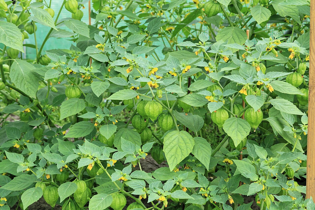 Kluse - Physalis philadelphica - Tomatillo 06 ies (Tomatillos)