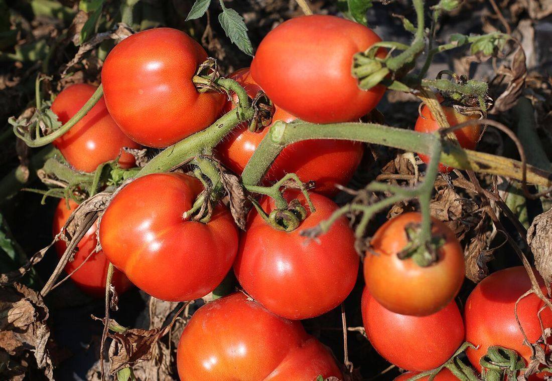 Tomatoes 2026 G1
