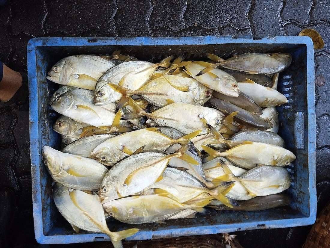 Blacktip Trevally Caranx heberi 01
