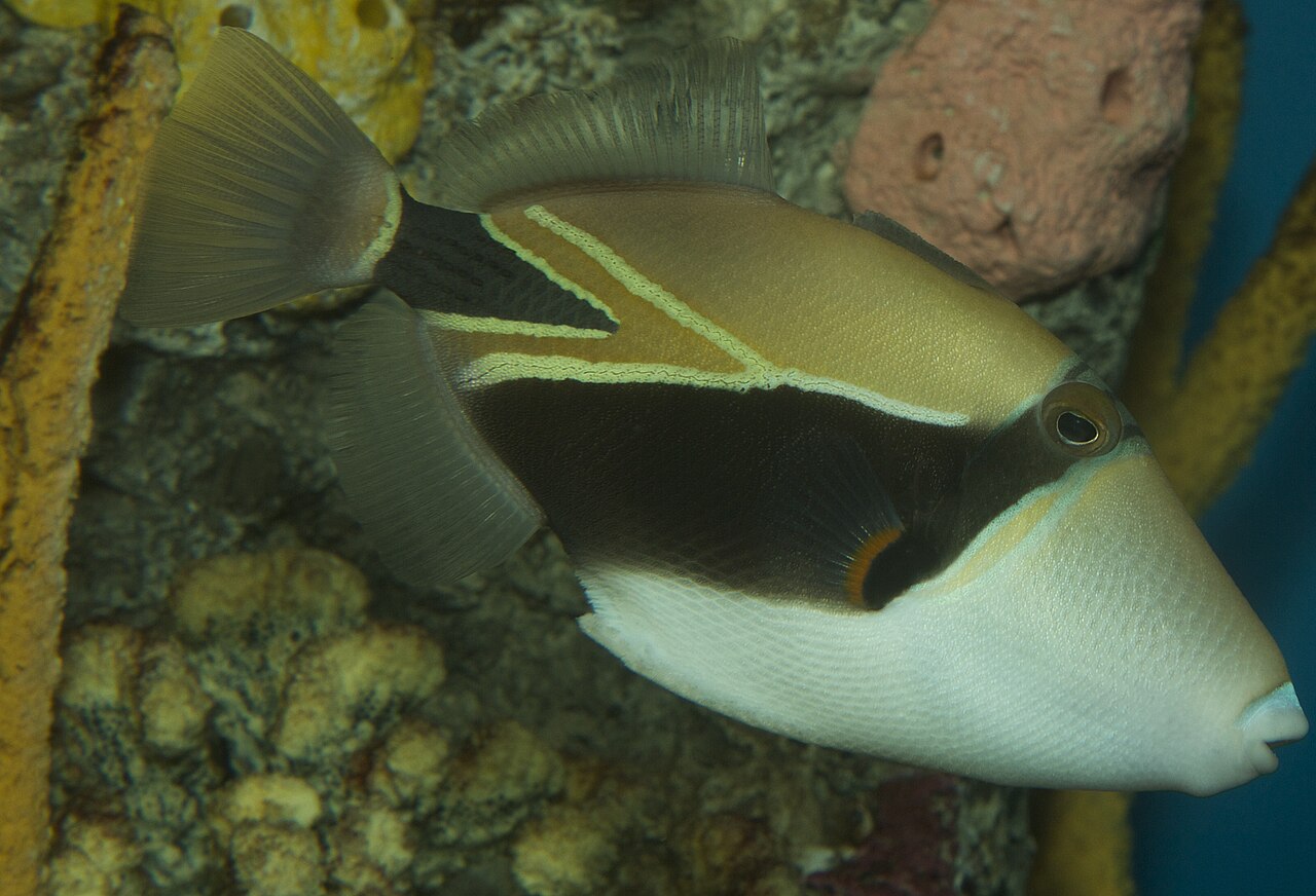 Triggerfish — representative photograph from Wikimedia Commons