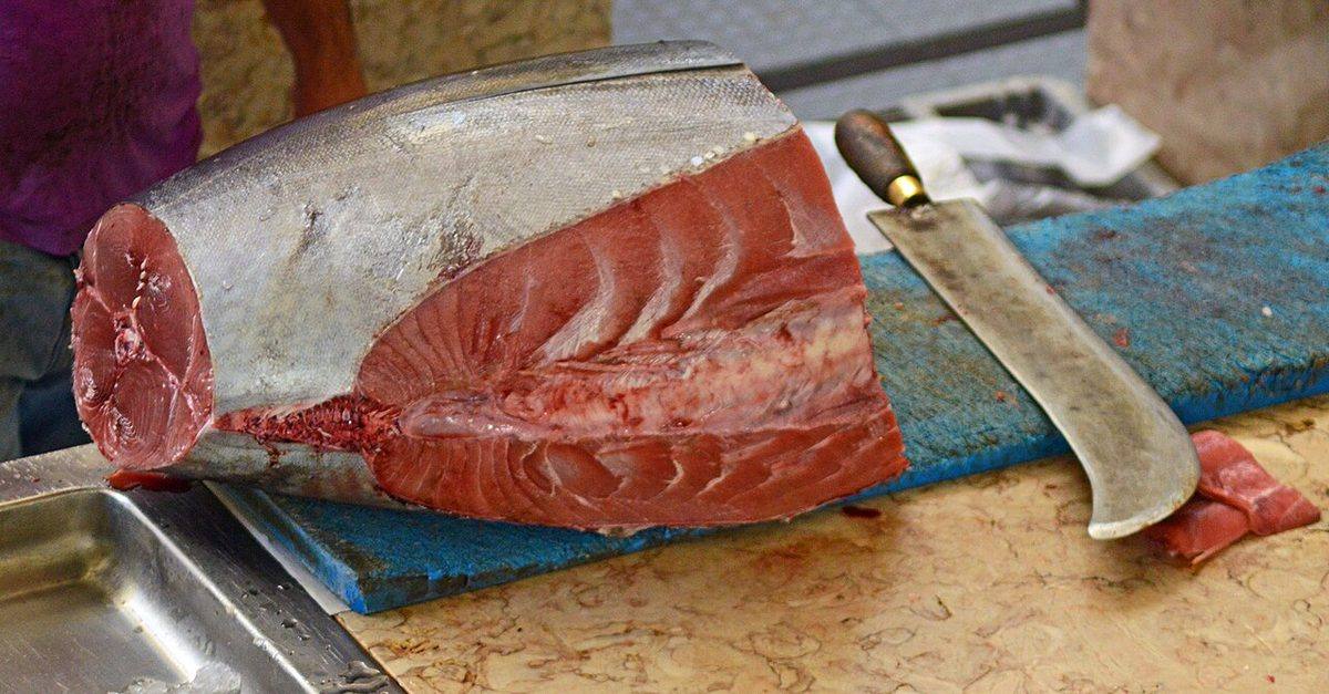 Tuna (48608658832) (Tuna (Steaks))