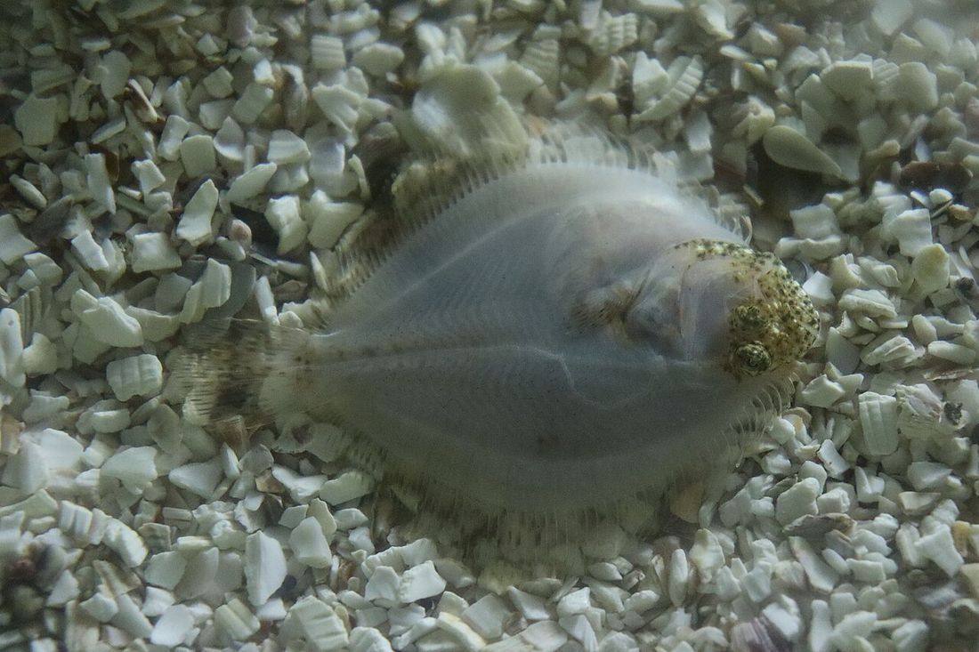 Scophthalmus maximus.201 - Aquarium Finisterrae (Turbot)