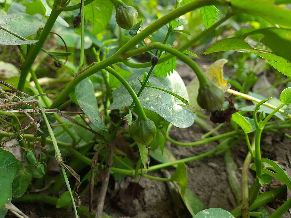 Immature seeds of Ipomoea aquatica 2 (Water Spinach)