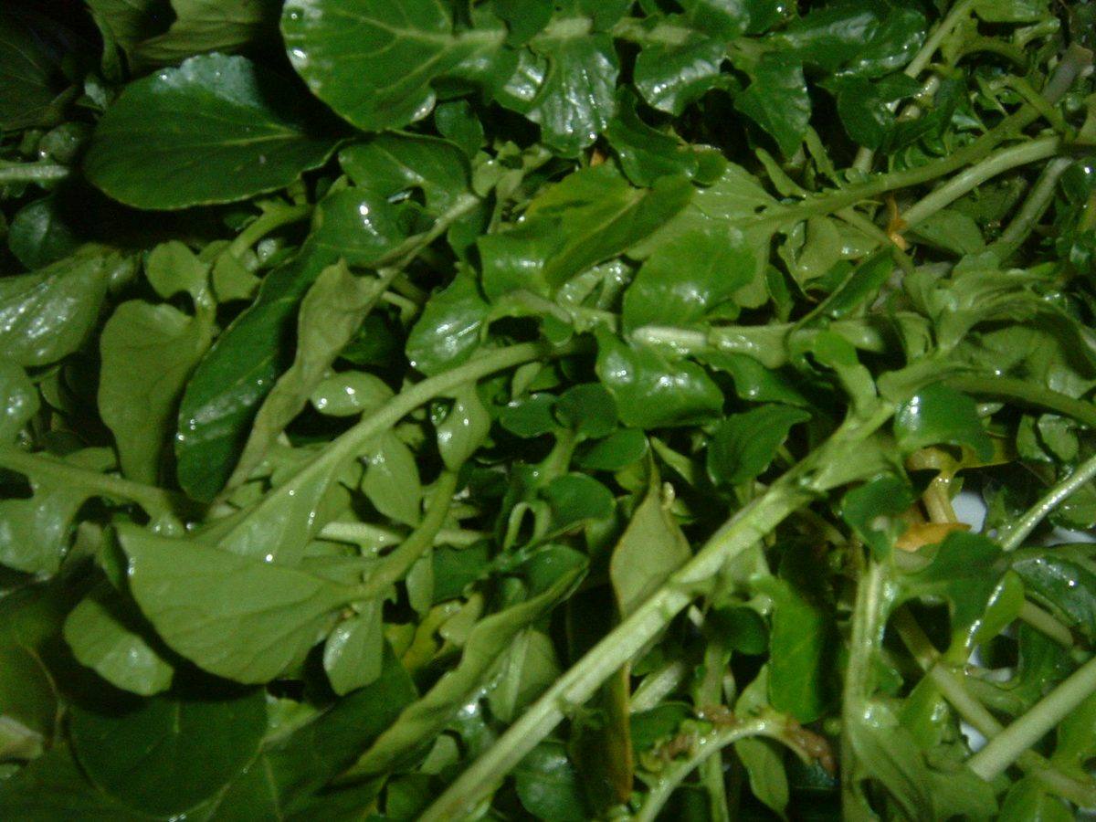 Watercress (2) (Watercress)