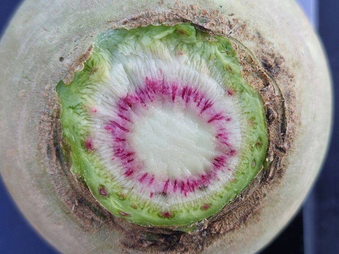 Rettich-Wassermelonen-Rettich-5-Josef Schlaghecken (Watermelon Radish)