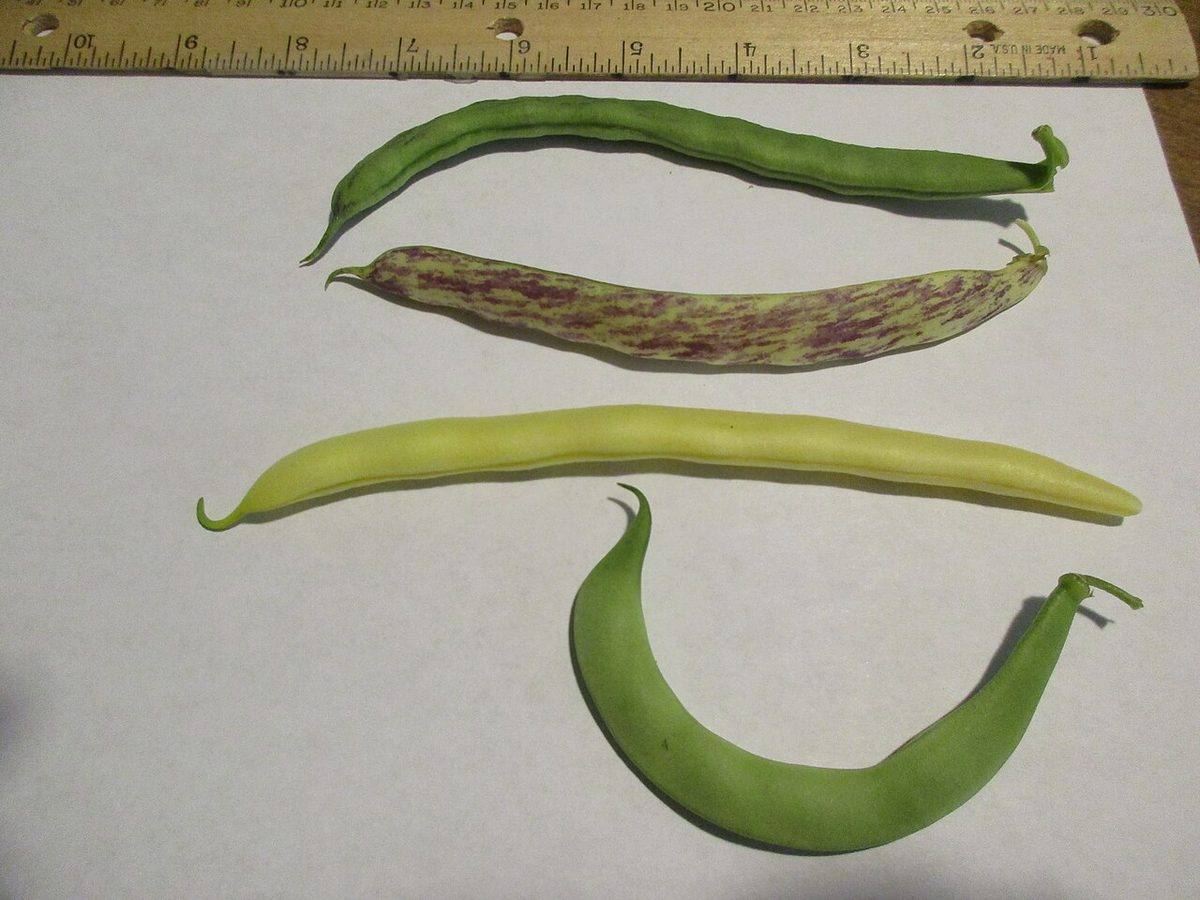 Four Different Varieties of Green Beans (Phaseolus vulgaris) (Wax Beans)