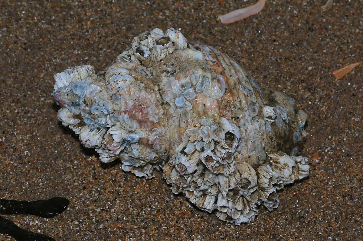 Siphonalia fusoides 01 (Whelks)