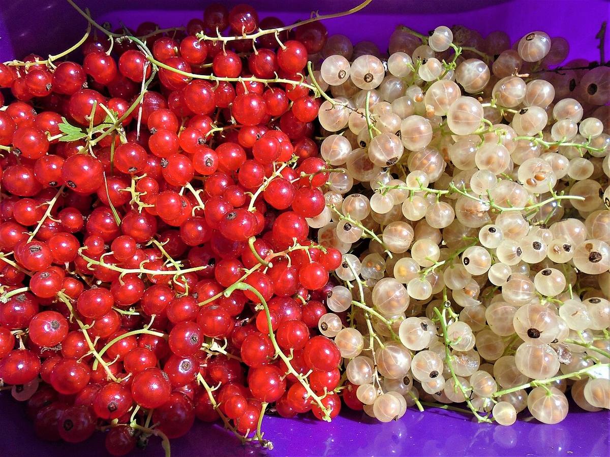 white currants
