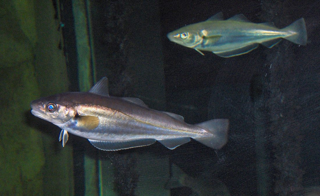 Whiting (fish) (Whiting)