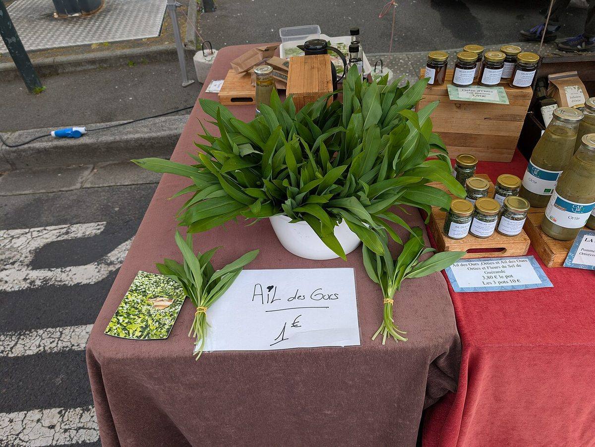 Wild garlic for sale at Marché Saint-Pierre (Caen) 2025-03-30 (Wild Garlic)