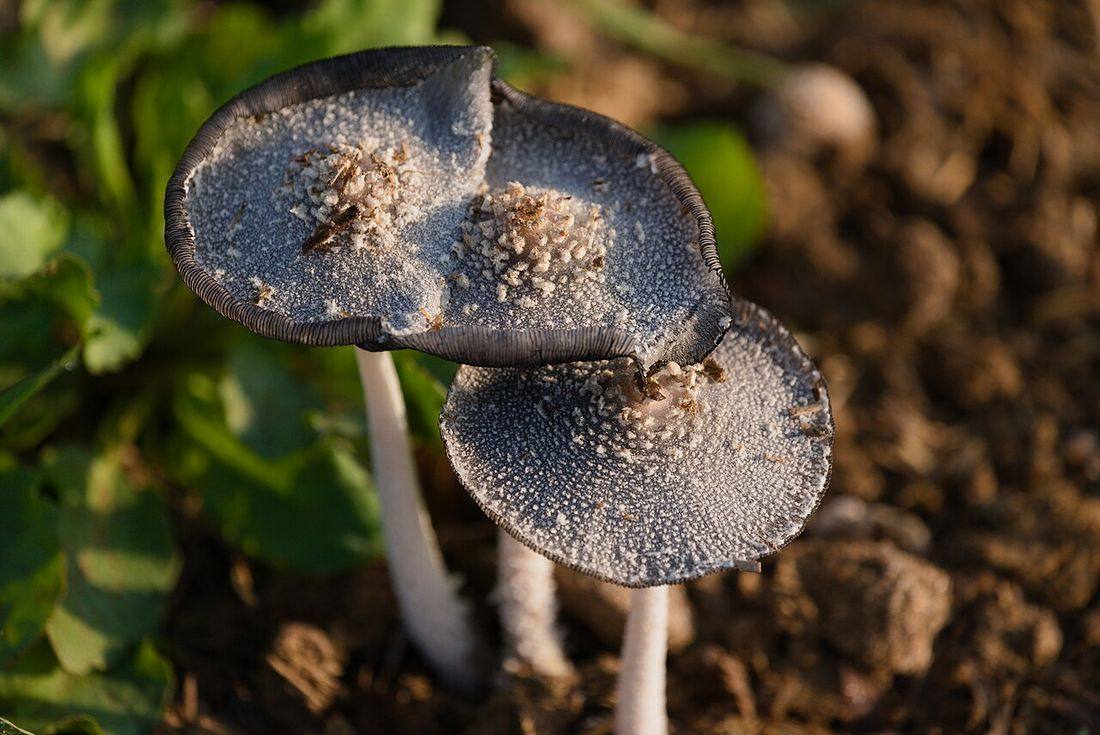 Wild mushroom in Jalalpur, Patiala district 01 (Wild Mushrooms)