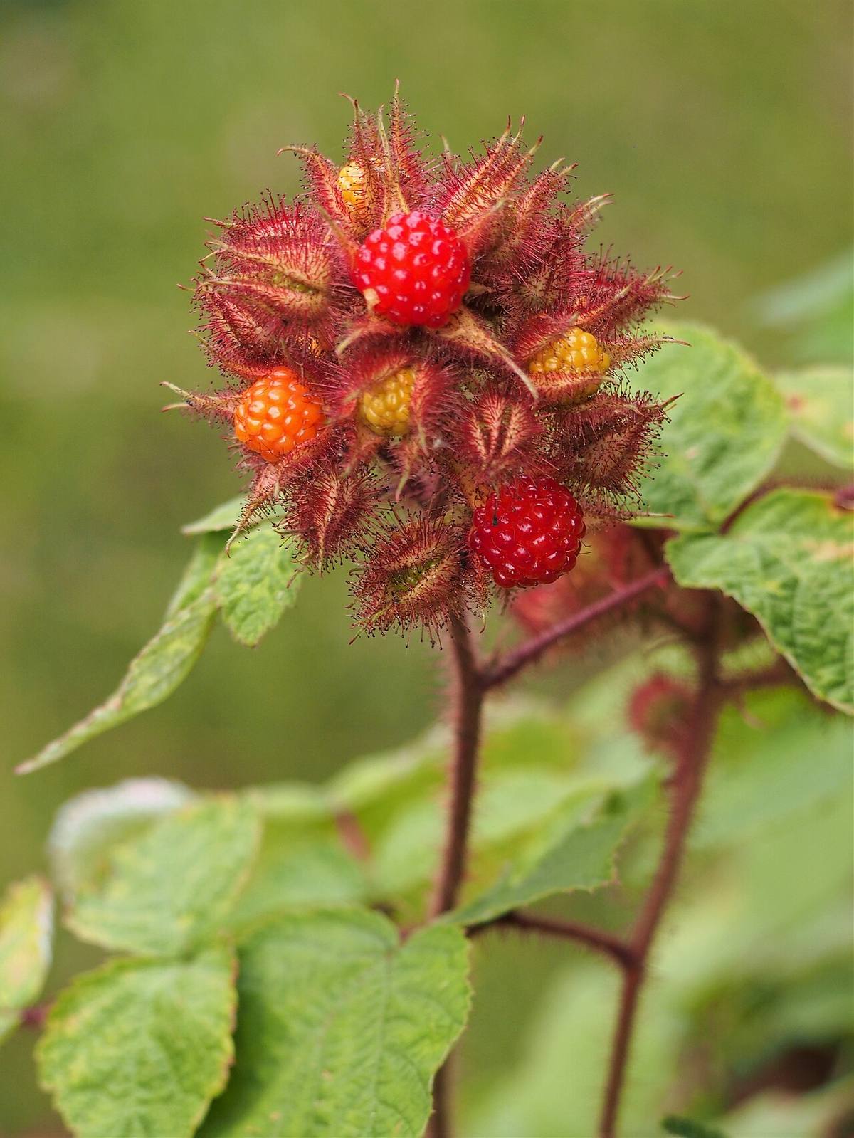 Redcurrant (Ribes rubrum) fruits (Wineberries)