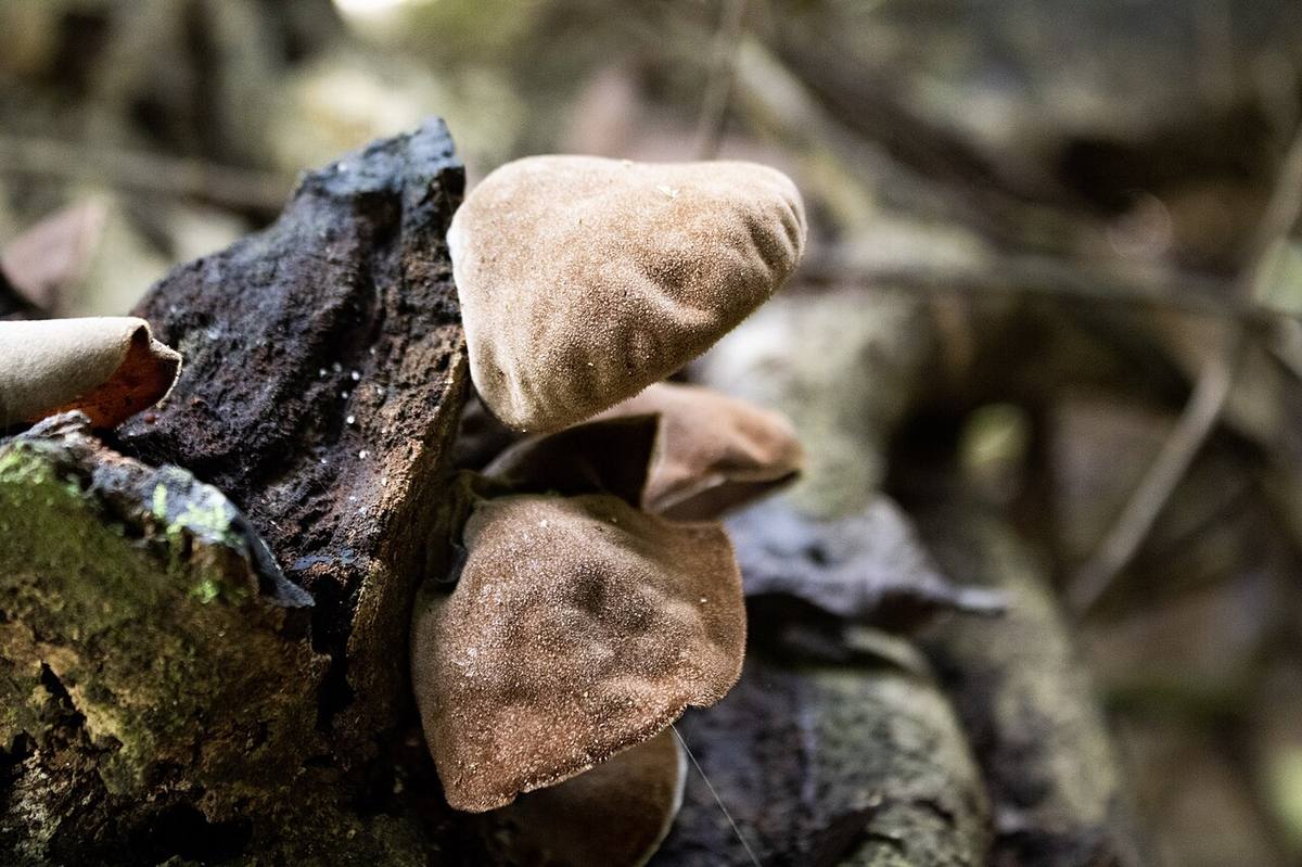 Something that looked like wood ear mushrooms growing on a tree - 1