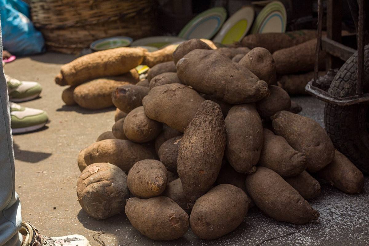 Dioscorea sp 2 (Yams)