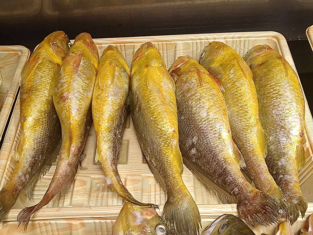 Frozen fresh organic deep water old yellow croaker