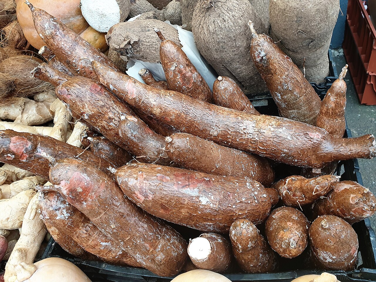 Malpighiales - Manihot esculenta - 1 (Yuca)