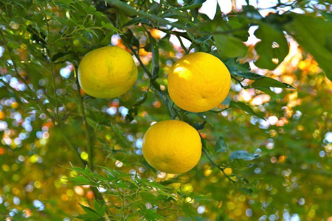 Yuzu oranges